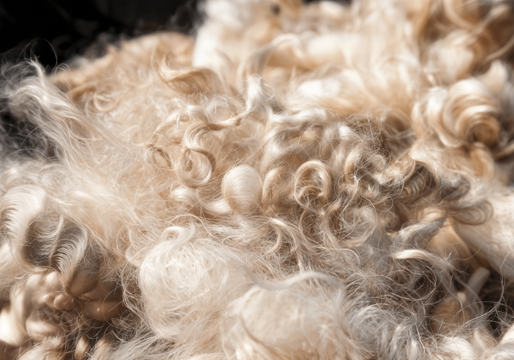 Wool